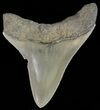 Serrated, Juvenile Megalodon Tooth #70571-1
